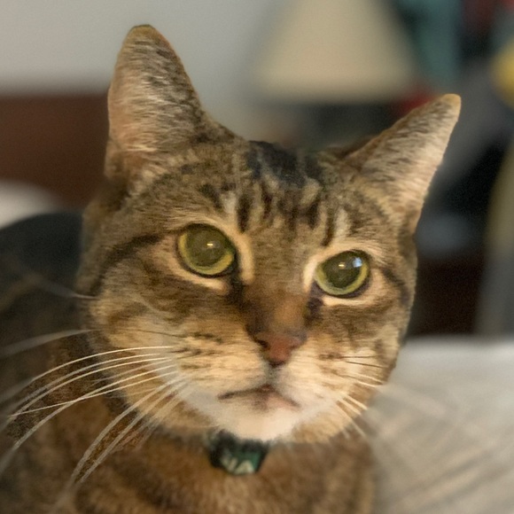 Meet your Posher, Yiu - Picture 1 of 1